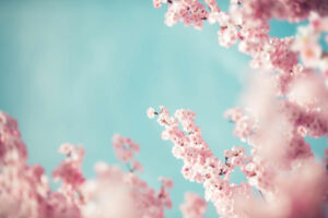 Newsletter Avril 2025