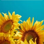 Newsletter Juillet Août 2025