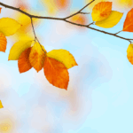 Newsletter Septembre Octobre 2025