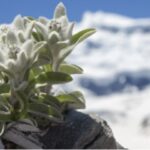 Newsletter Novembre Décembre 2025