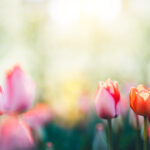 Newsletter Mars Avril 2026