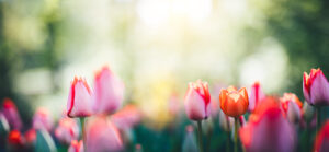 Newsletter Mars Avril 2026